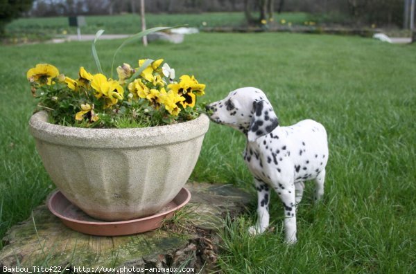 Photo de Dalmatien