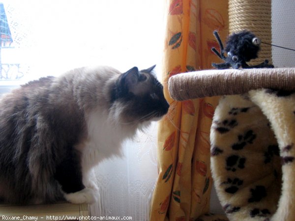 Photo de Ragdoll