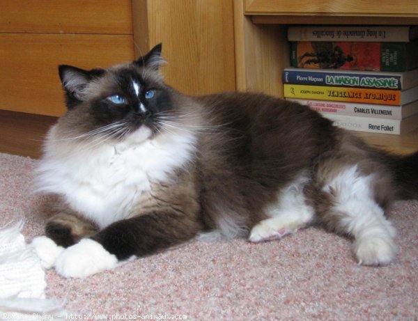 Photo de Ragdoll