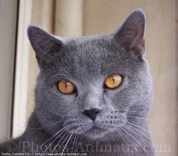 Photo de Chartreux