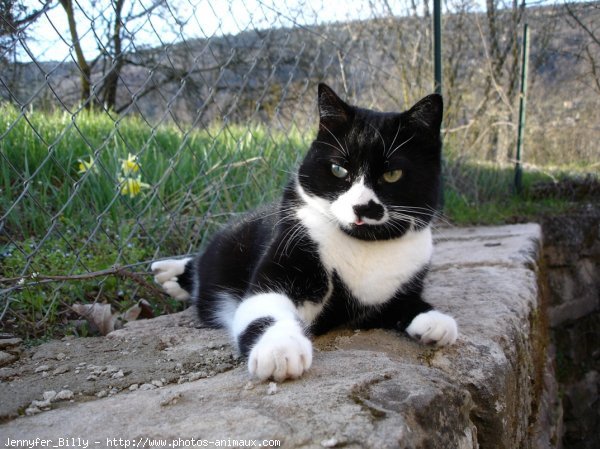 Photo de Chat domestique