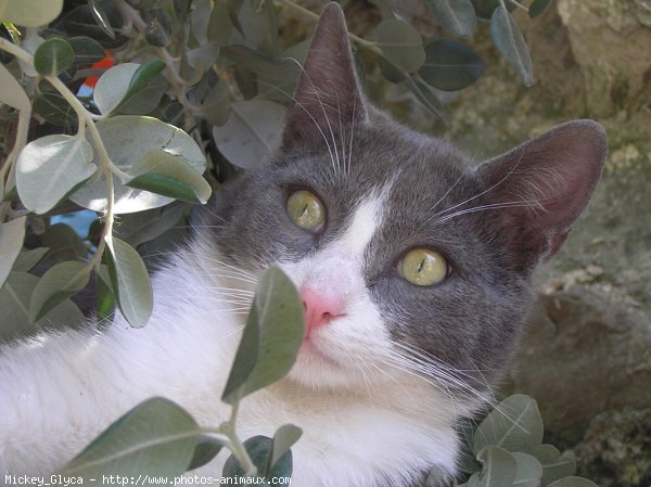 Photo de Chat domestique