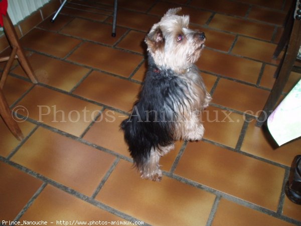 Photo de Yorkshire terrier