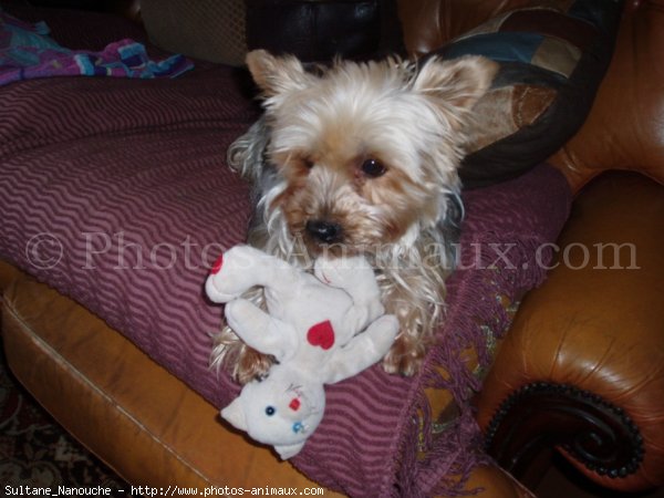 Photo de Yorkshire terrier