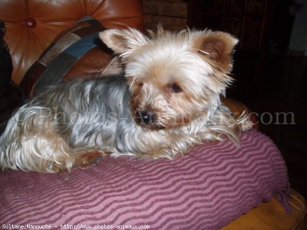 Photo de Yorkshire terrier