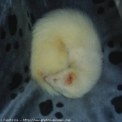 Photo de Furet