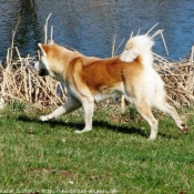 Photo d'Akita inu