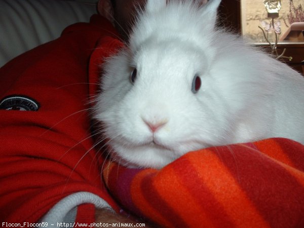 Photo de Lapin