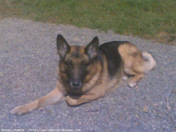 Photo de Berger allemand  poil court