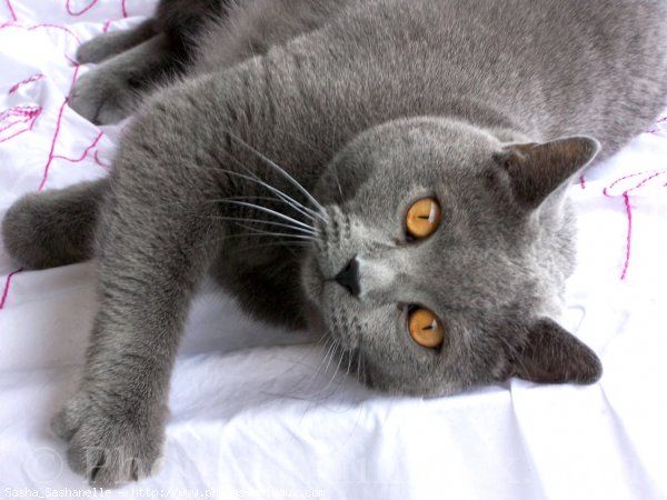 Photo de Chartreux