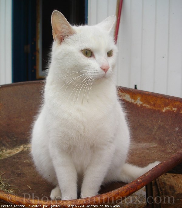 Photo de Chat domestique