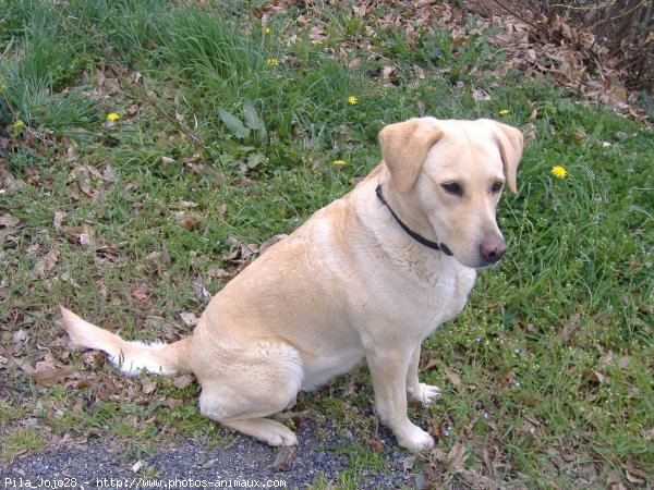 Photo de Labrador retriever