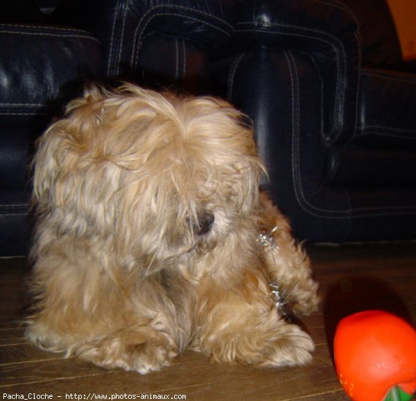 Photo de Lhassa apso