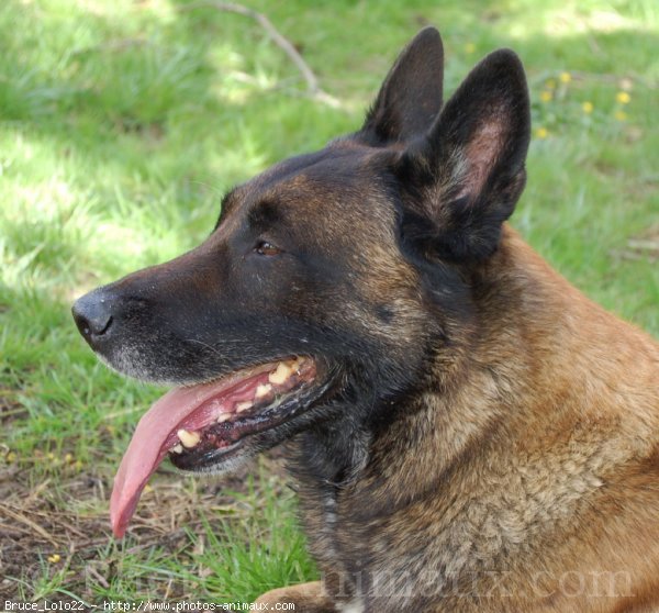 Photo de Berger belge malinois