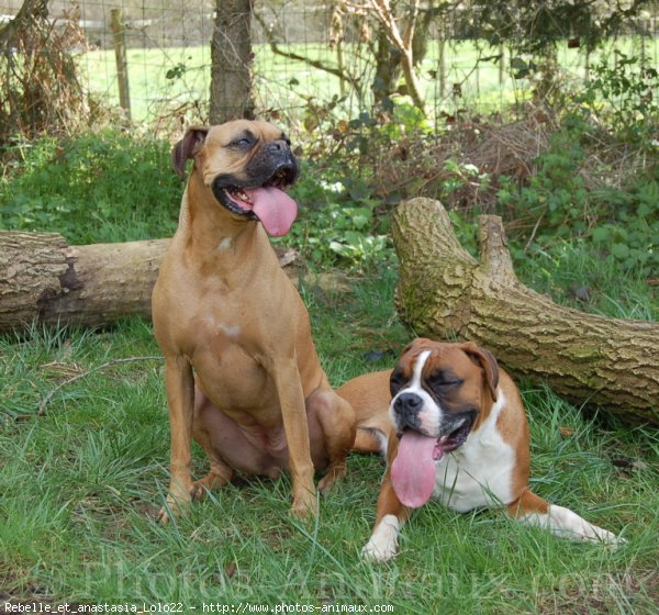 Photo de Boxer