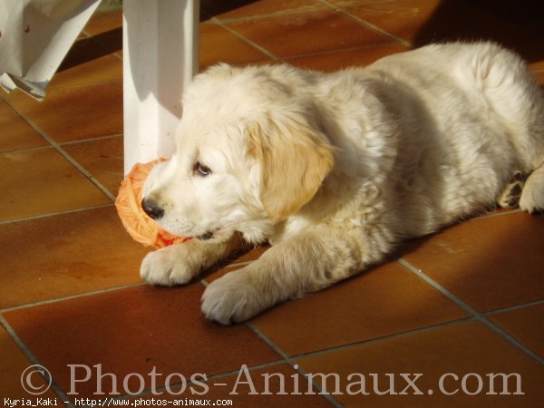 Photo de Golden retriever