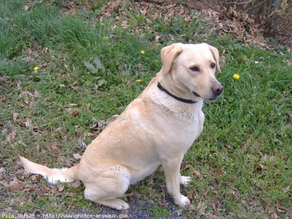 Photo de Labrador retriever