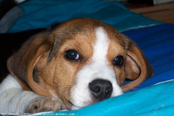 Photo de Beagle