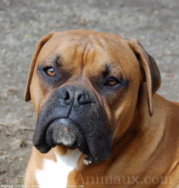 Photo de Boxer