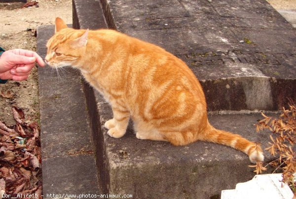 Photo de Chat domestique