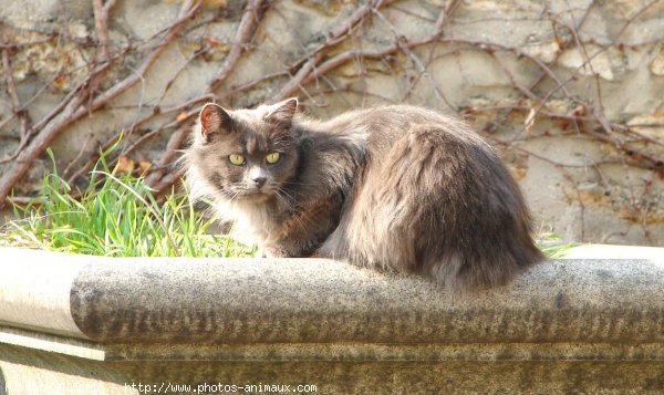 Photo de Chat domestique