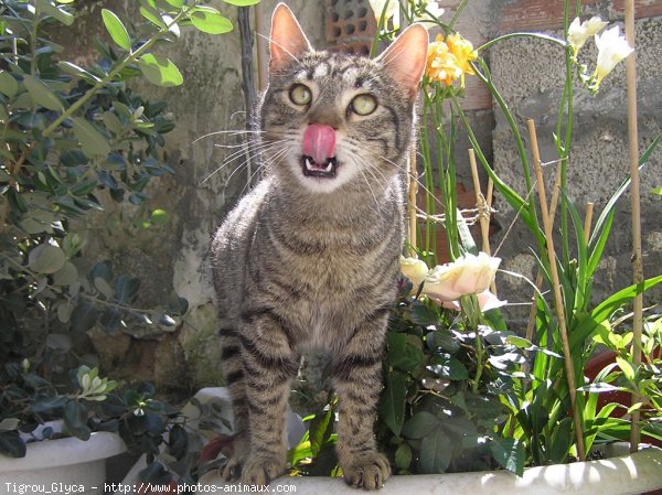 Photo de Chat domestique