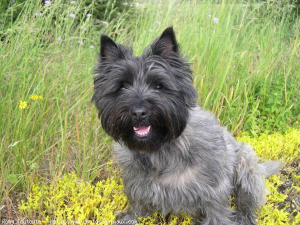 Photo de Cairn terrier