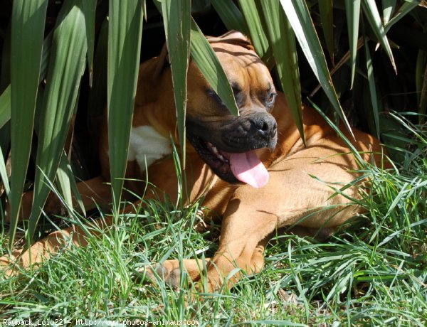 Photo de Boxer