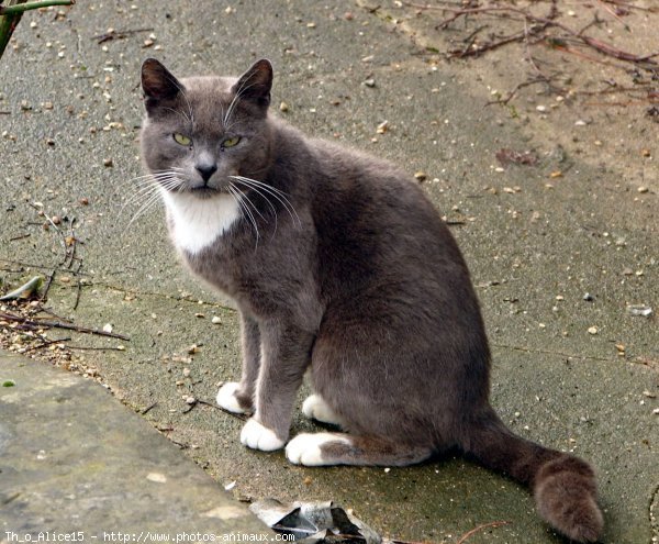 Photo de Chat domestique