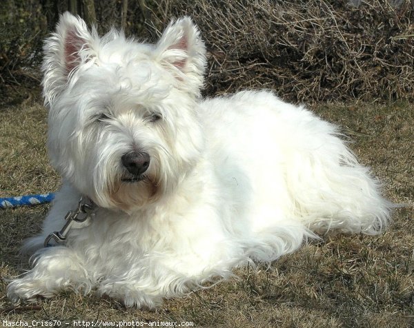 Photo de West highland white terrier