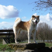 Photo d'Akita inu