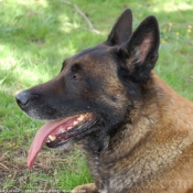 Photo de Berger belge malinois