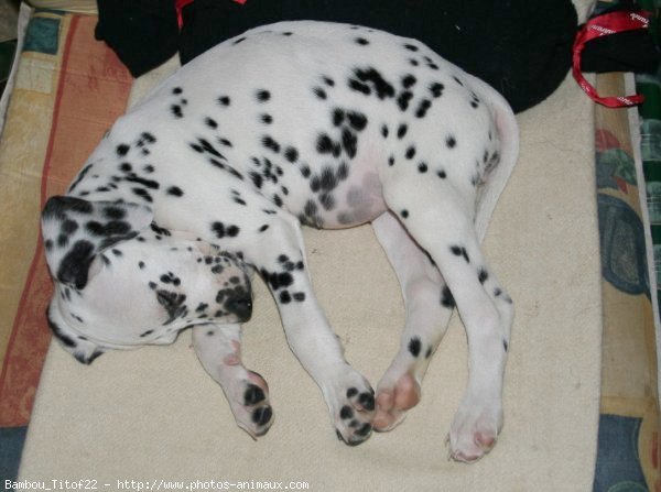 Photo de Dalmatien