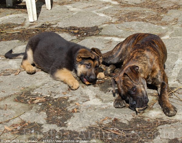 Photo de Races diffrentes