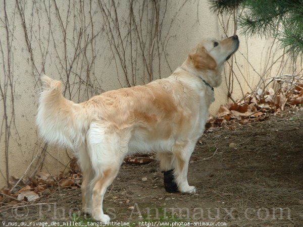 Photo de Golden retriever