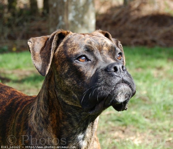 Photo de Boxer