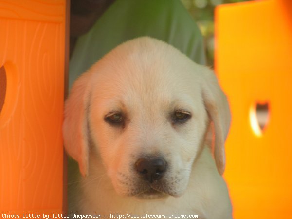 Photo de Labrador retriever