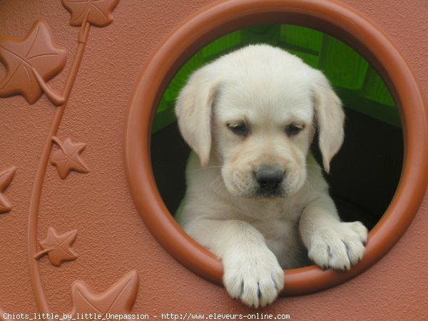 Photo de Labrador retriever