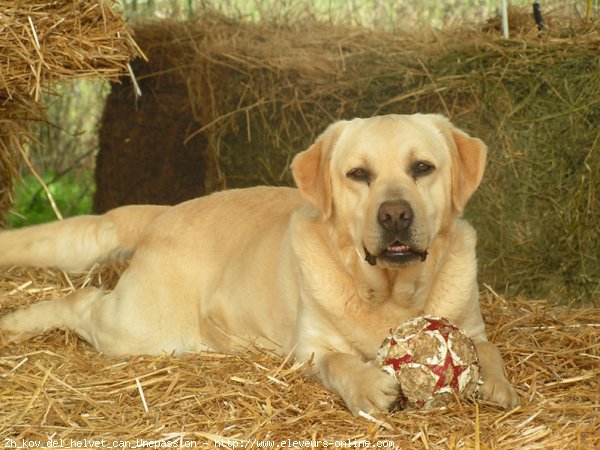 Photo de Labrador retriever