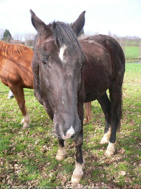 Photo de Trotteur franais