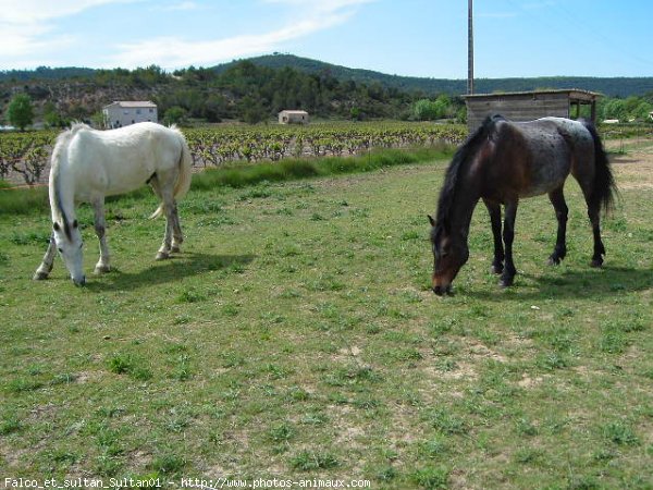 Photo de Races diffrentes