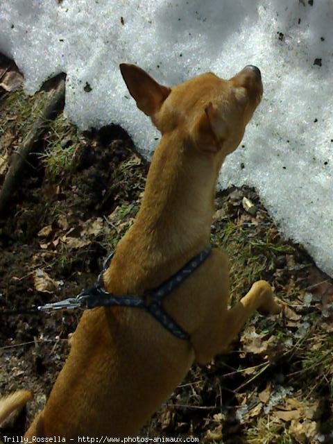 Photo de Pinscher nain