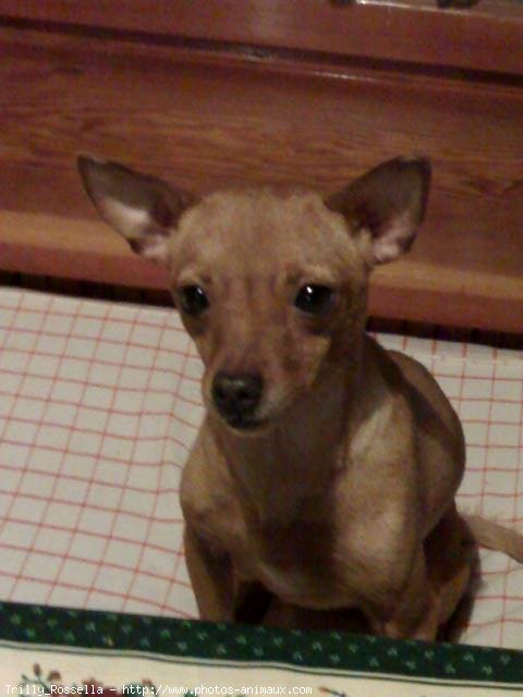 Photo de Pinscher nain