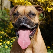 Photo de Boxer