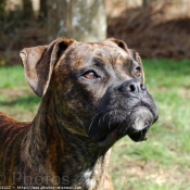 Photo de Boxer