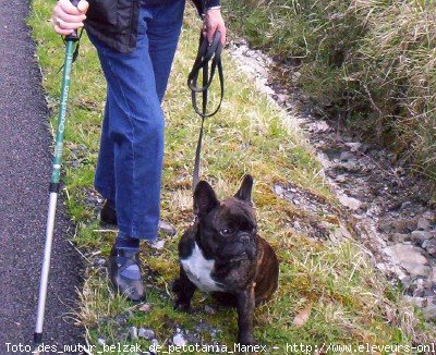 Photo de Bouledogue franais