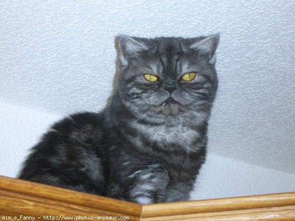 Photo d'Exotic shorthair