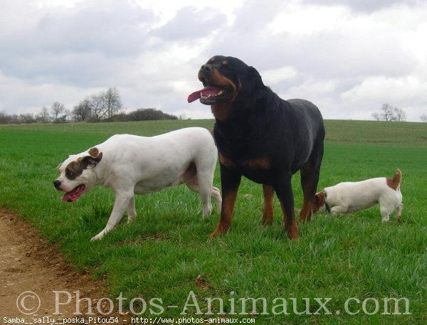 Photo de Races diffrentes