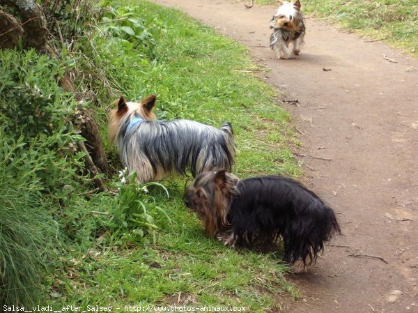 Photo de Yorkshire terrier