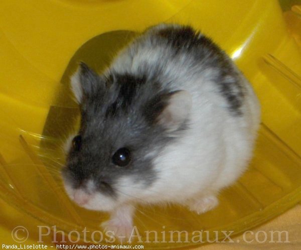 Photo de Hamster